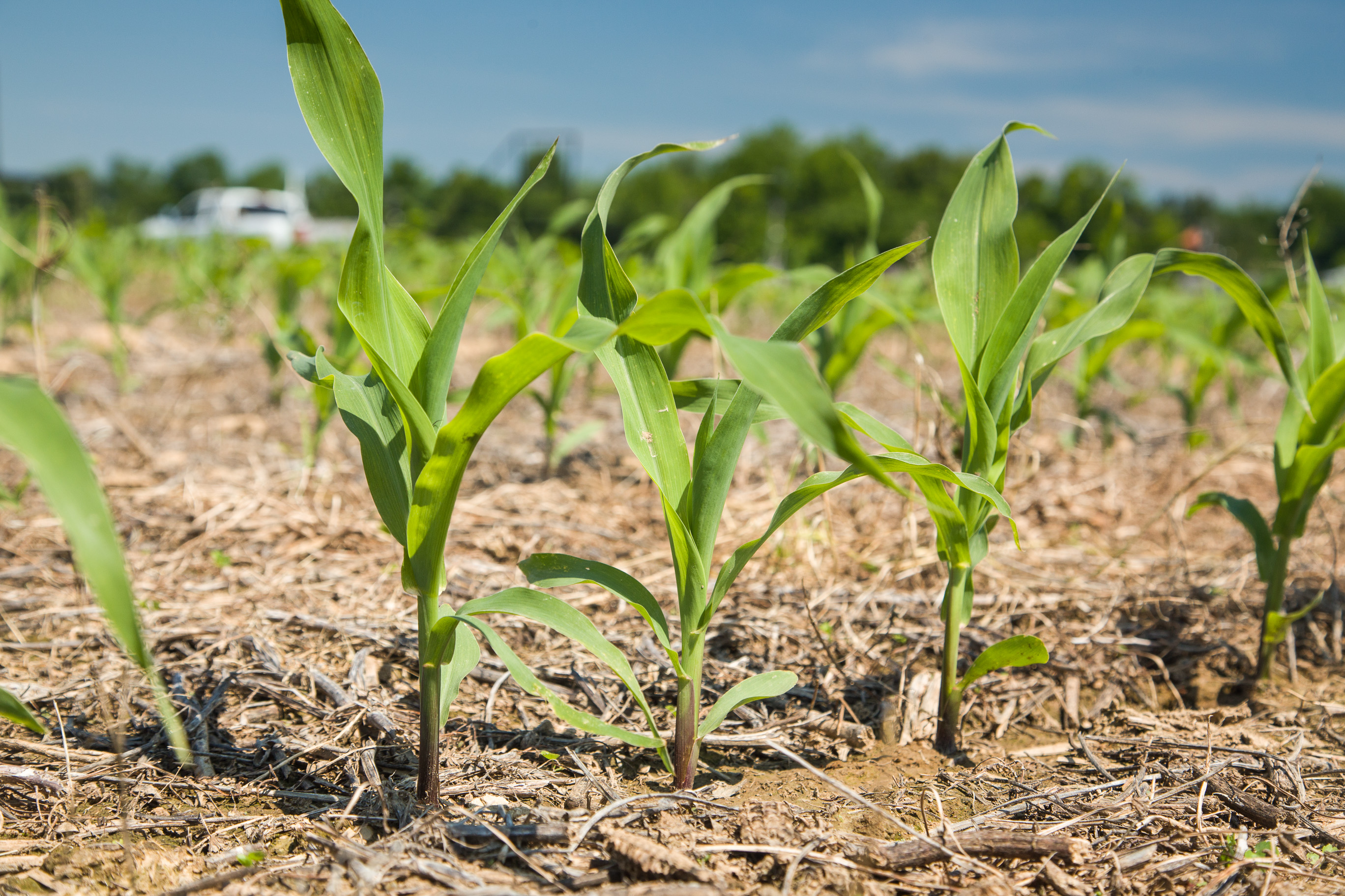 Young corn plants
